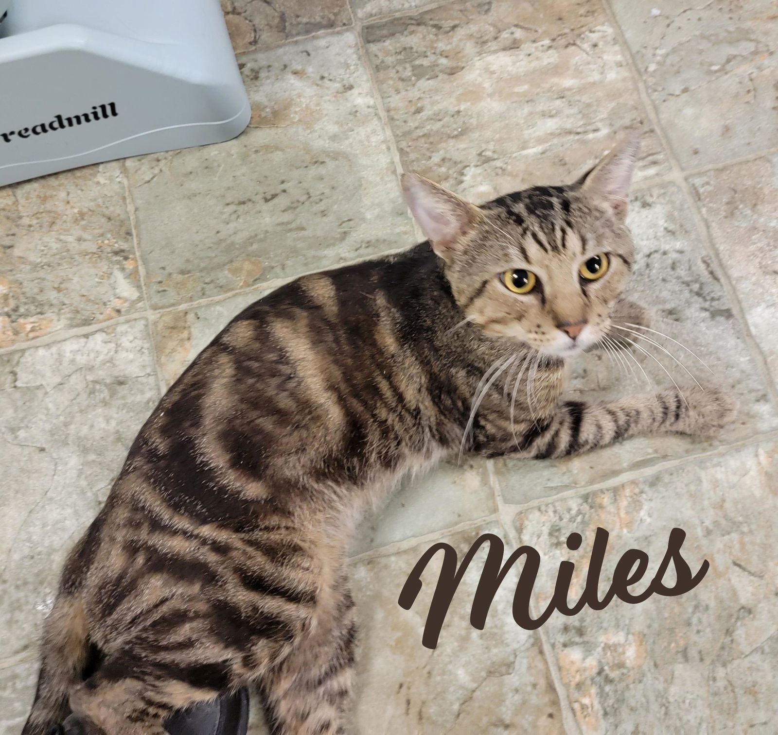 Miles #front-desk-greeter