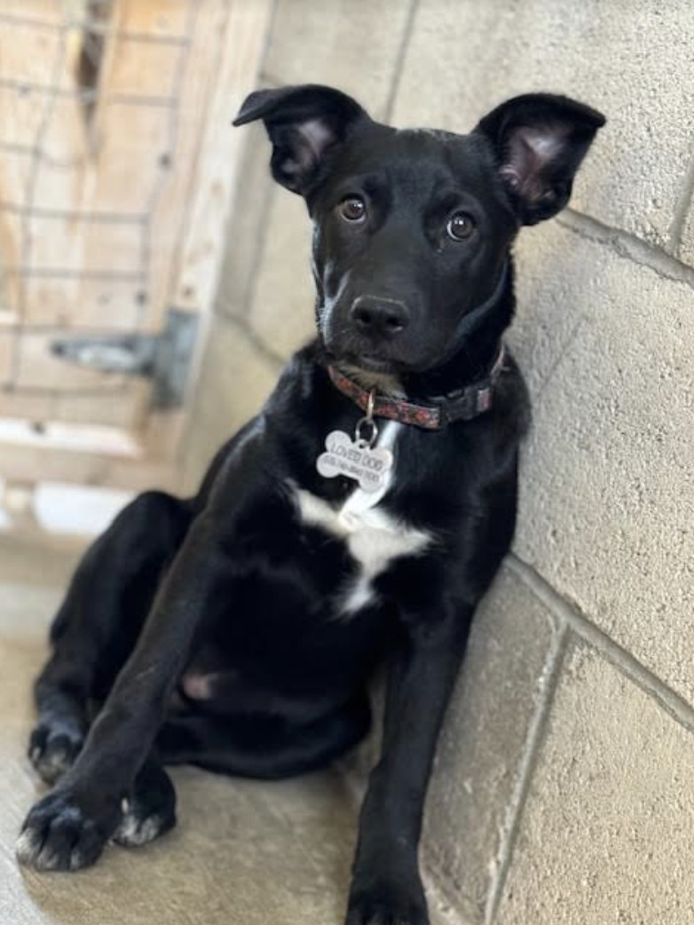 Lacy, an adoptable Australian Cattle Dog / Blue Heeler in Williamsburg, NM, 87942 | Photo Image 4