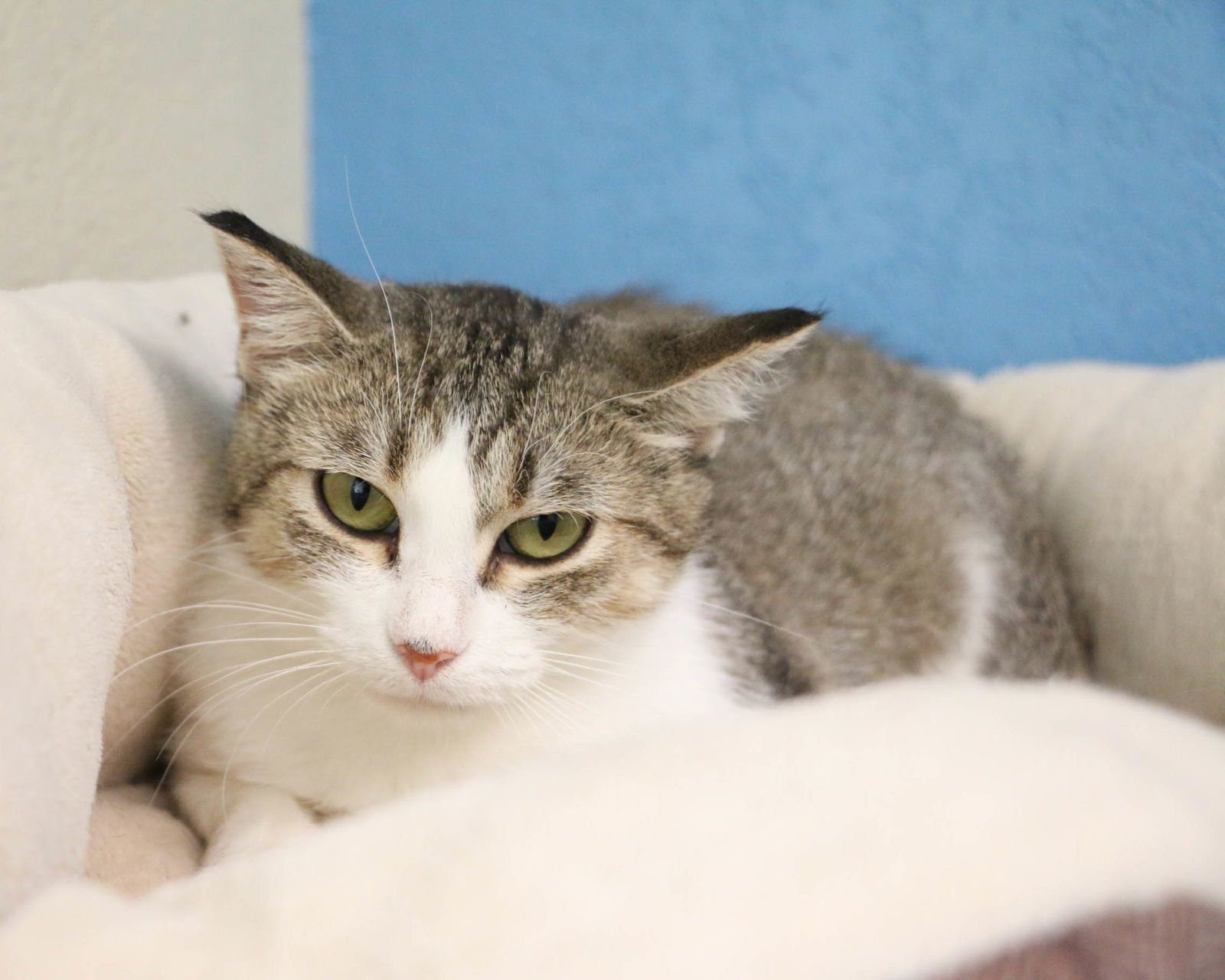 Daisy Duck, an adoptable Domestic Short Hair in Fargo, ND, 58103 | Photo Image 1