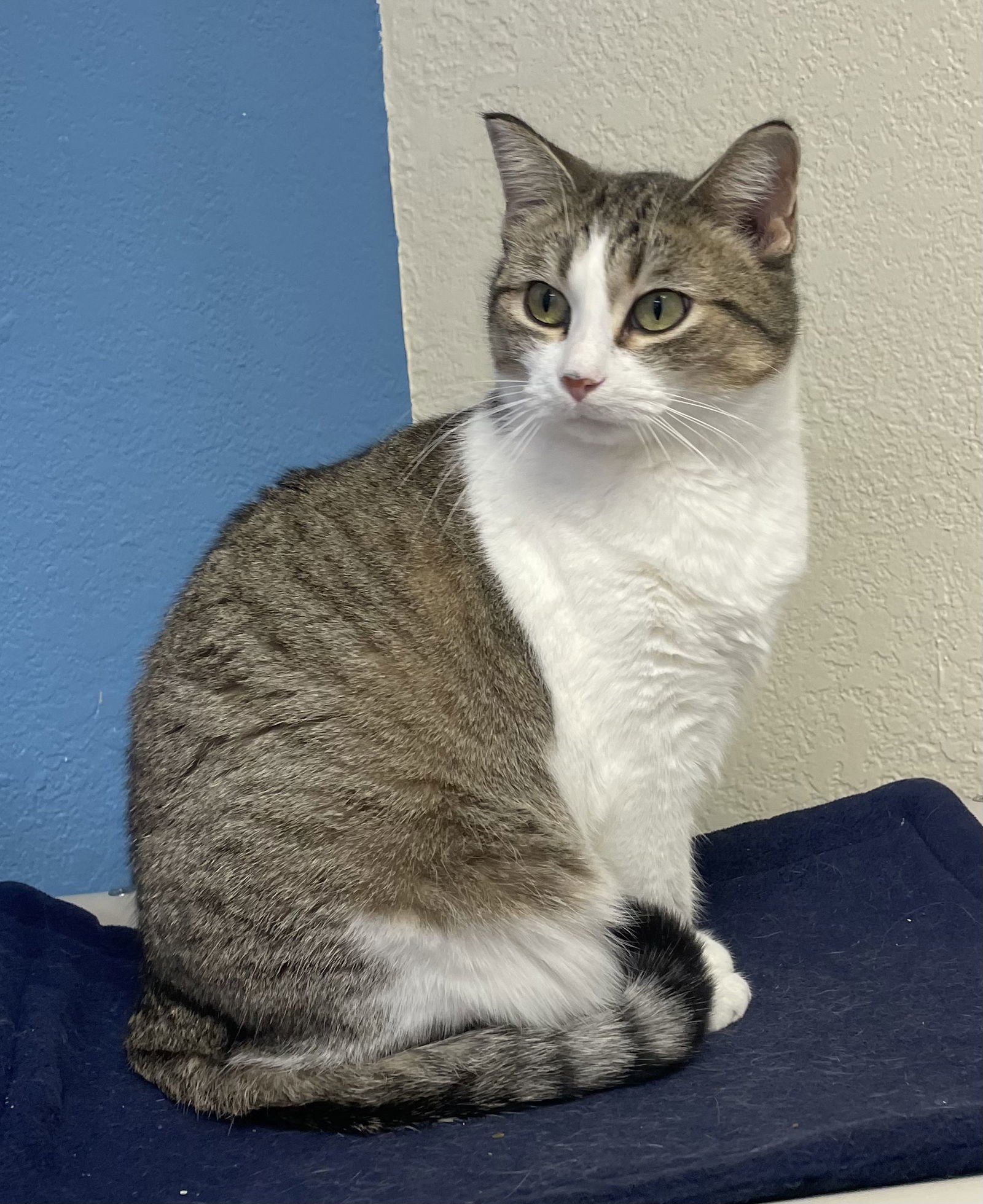 Daisy Duck, an adoptable Domestic Short Hair in Fargo, ND, 58103 | Photo Image 1