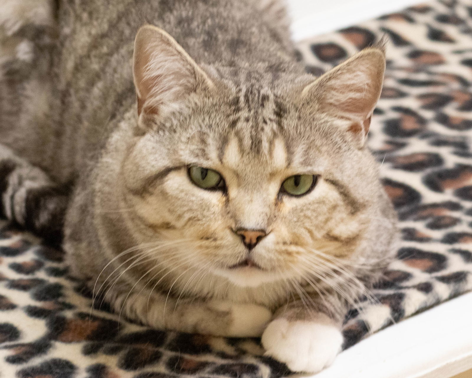 Edmond, an adoptable Domestic Short Hair in Fargo, ND, 58103 | Photo Image 1