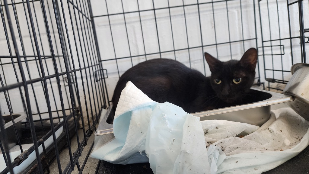 Checkers, an adoptable Domestic Short Hair in Brownwood, TX, 76801 | Photo Image 1