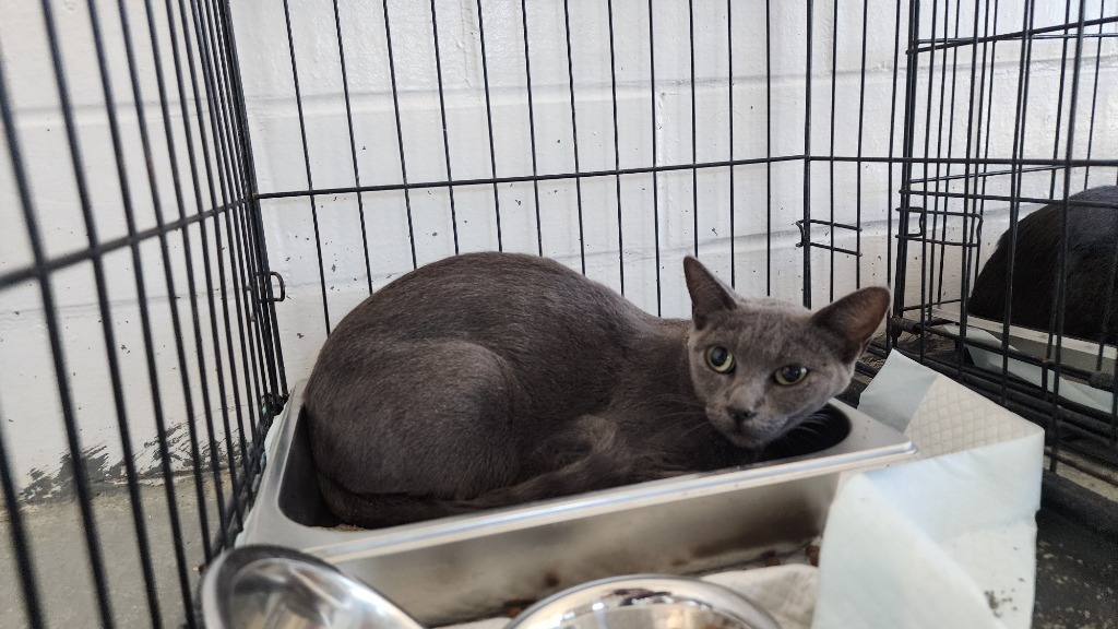 Marbles, an adoptable Domestic Short Hair in Brownwood, TX, 76801 | Photo Image 1