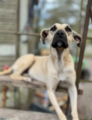 Misty, Young Female Black Mouth Cur