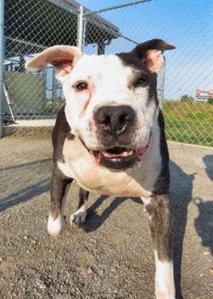 Catch, Adult Male Terrier