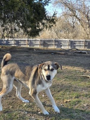Natural Wonders : Mount Everest (Mack), Adult Male German Shepherd Dog