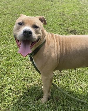 173567 Chantilly (Off Site Foster), Young Female Pit Bull Terrier