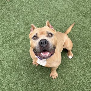 Simba who Meet Nala Shes the captain of Team No Days Off Shed graduate from
