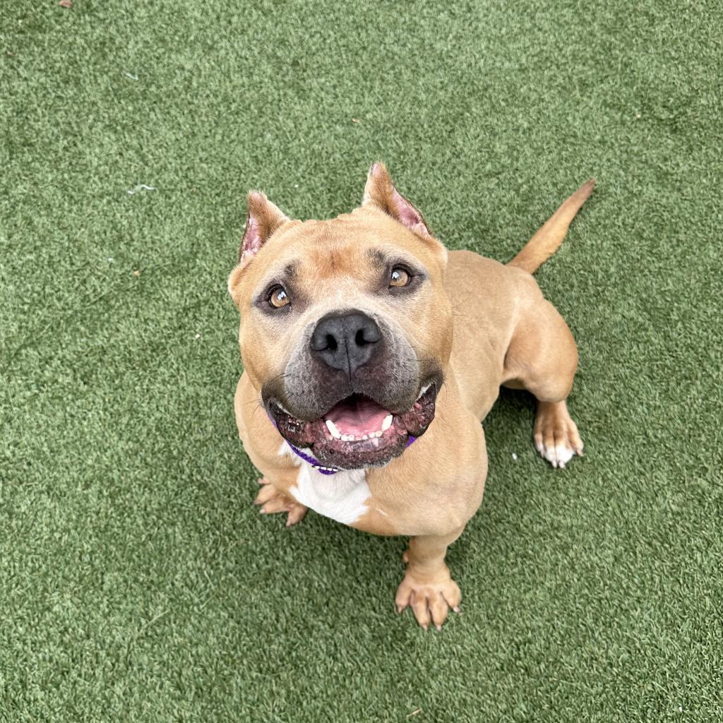 Nala