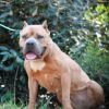 Nala photo 2