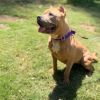 Nala photo 3