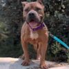Nala photo 4