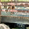 Nala photo 6