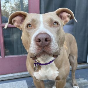 Marsha Pit Bull Terrier Dog
