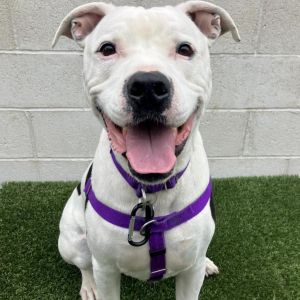 Orwell Pit Bull Terrier Dog