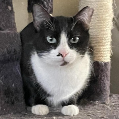 Shy, an adoptable Domestic Short Hair in Brawley, CA, 92227 | Photo Image 1