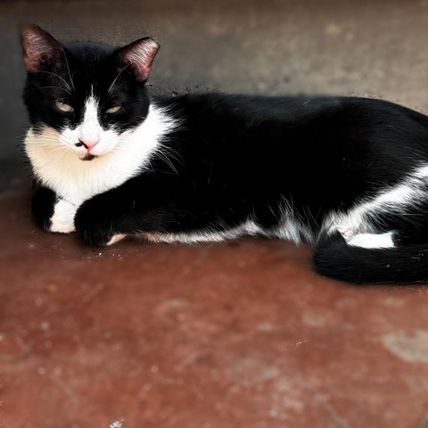 Shy, an adoptable Domestic Short Hair in Brawley, CA, 92227 | Photo Image 2