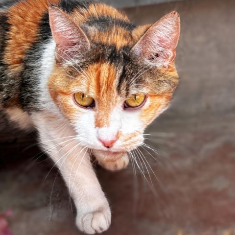 Latte, an adoptable Domestic Short Hair in Brawley, CA, 92227 | Photo Image 1