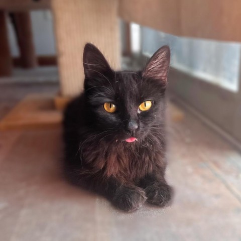 Baby, an adoptable Domestic Medium Hair in Brawley, CA, 92227 | Photo Image 1