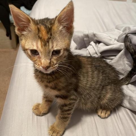 Peppa, an adoptable Domestic Short Hair in Brawley, CA, 92227 | Photo Image 2