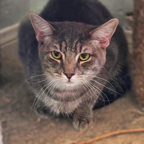 Sir Prise, an adoptable Domestic Short Hair in Brawley, CA, 92227 | Photo Image 1