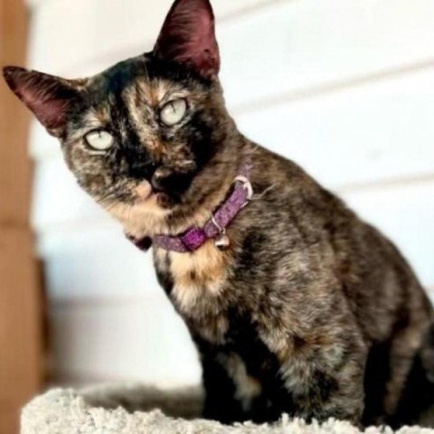 Tortielinnie, an adoptable Domestic Short Hair in Brawley, CA, 92227 | Photo Image 1