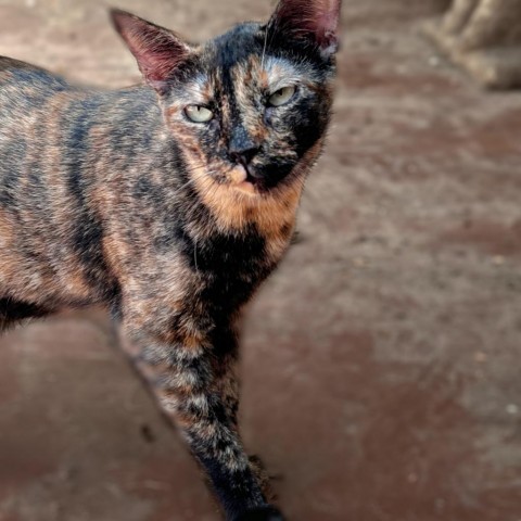 Tortielinnie, an adoptable Domestic Short Hair in Brawley, CA, 92227 | Photo Image 4