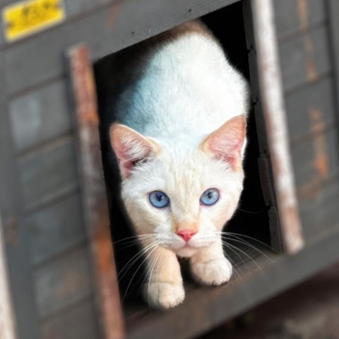 Toucan, an adoptable Siamese, Domestic Short Hair in Brawley, CA, 92227 | Photo Image 1