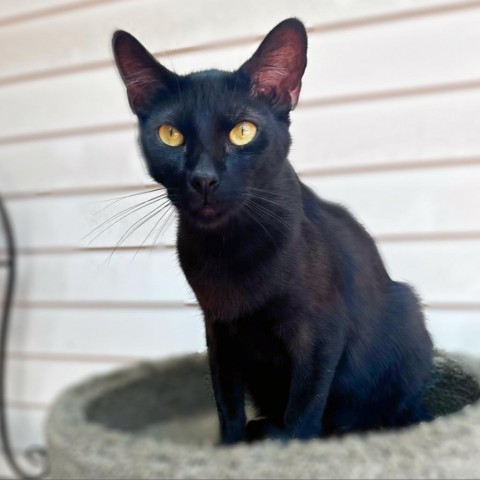 Zack, an adoptable Domestic Short Hair in Brawley, CA, 92227 | Photo Image 1