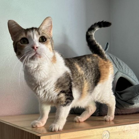 Grace, an adoptable Domestic Short Hair in Brawley, CA, 92227 | Photo Image 1