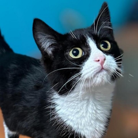 Lou, an adoptable Domestic Short Hair in Brawley, CA, 92227 | Photo Image 6