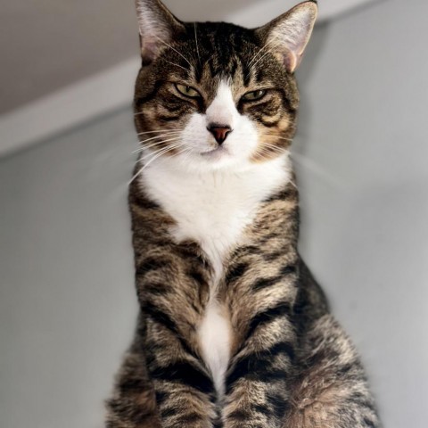 Chonk, an adoptable Domestic Short Hair in Brawley, CA, 92227 | Photo Image 1