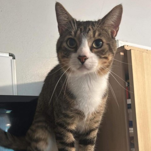 Chonk, an adoptable Domestic Short Hair in Brawley, CA, 92227 | Photo Image 3