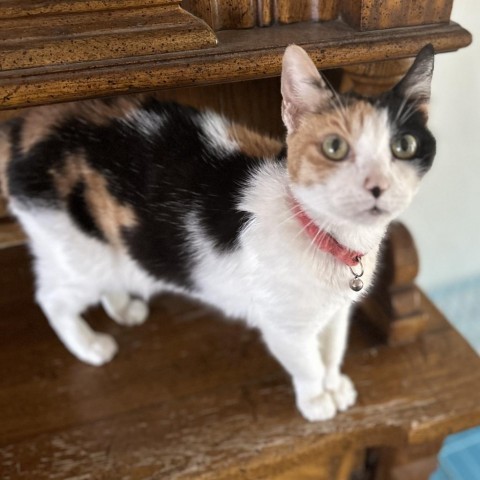 Callie, an adoptable Domestic Short Hair in Brawley, CA, 92227 | Photo Image 3