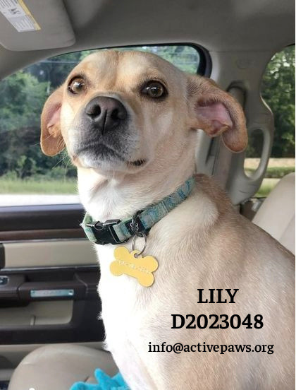 Lily 1