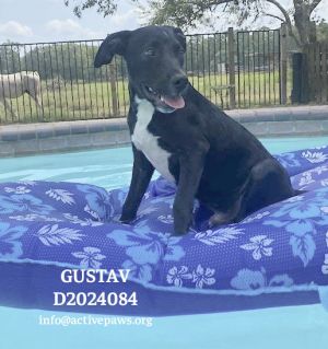 Gustav