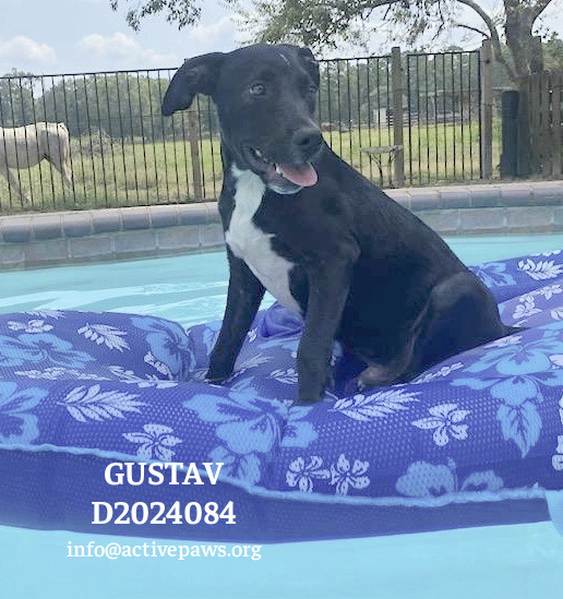 Gustav 1