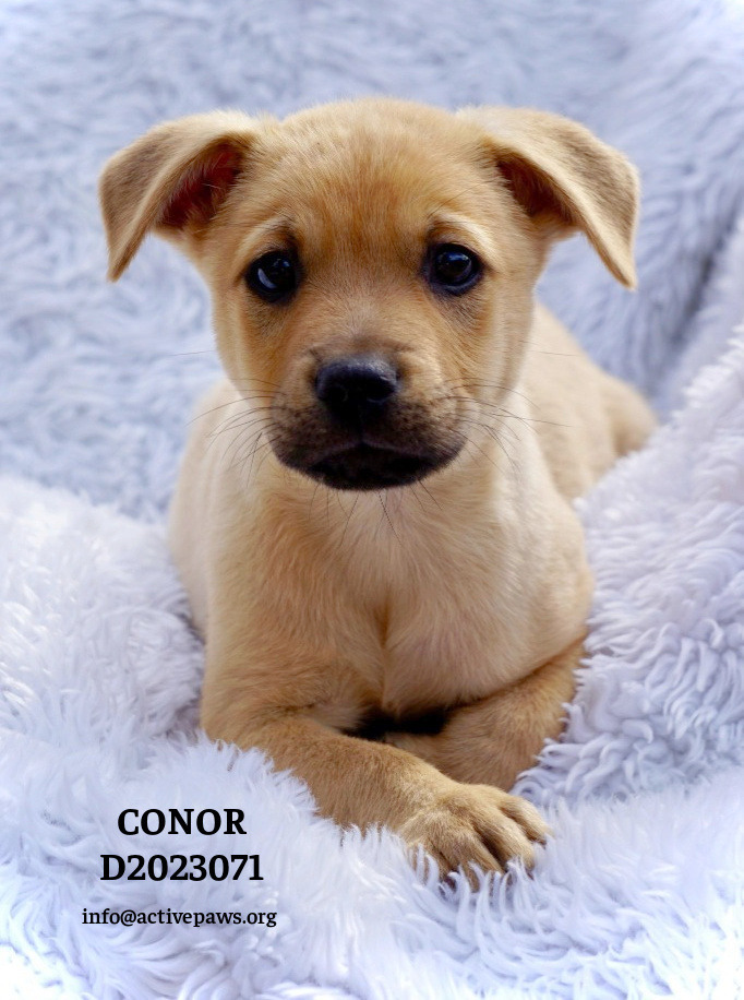 Conor 5