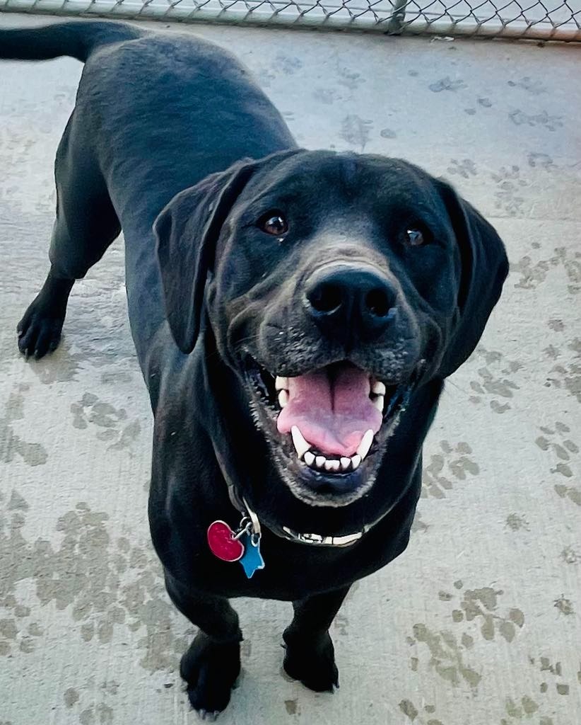 Bear, an adoptable Labrador Retriever, Beagle in Green River, WY, 82935 | Photo Image 1