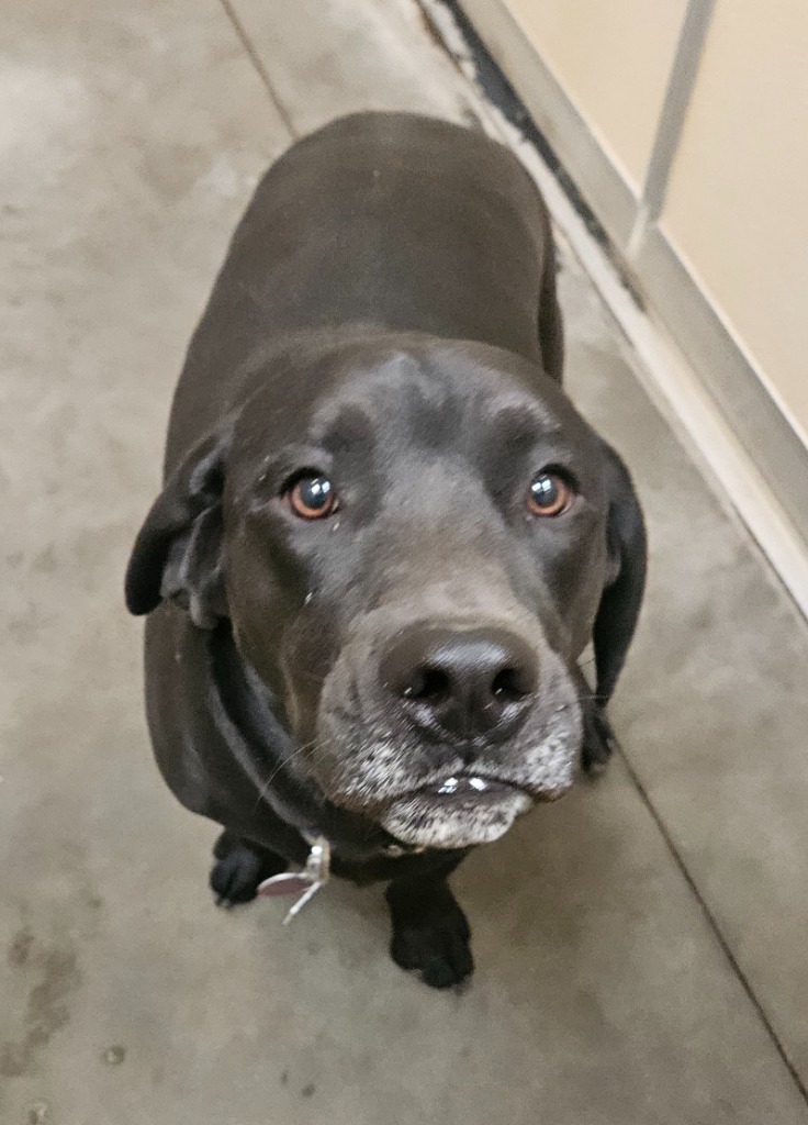 Bear, an adoptable Labrador Retriever, Beagle in Green River, WY, 82935 | Photo Image 2