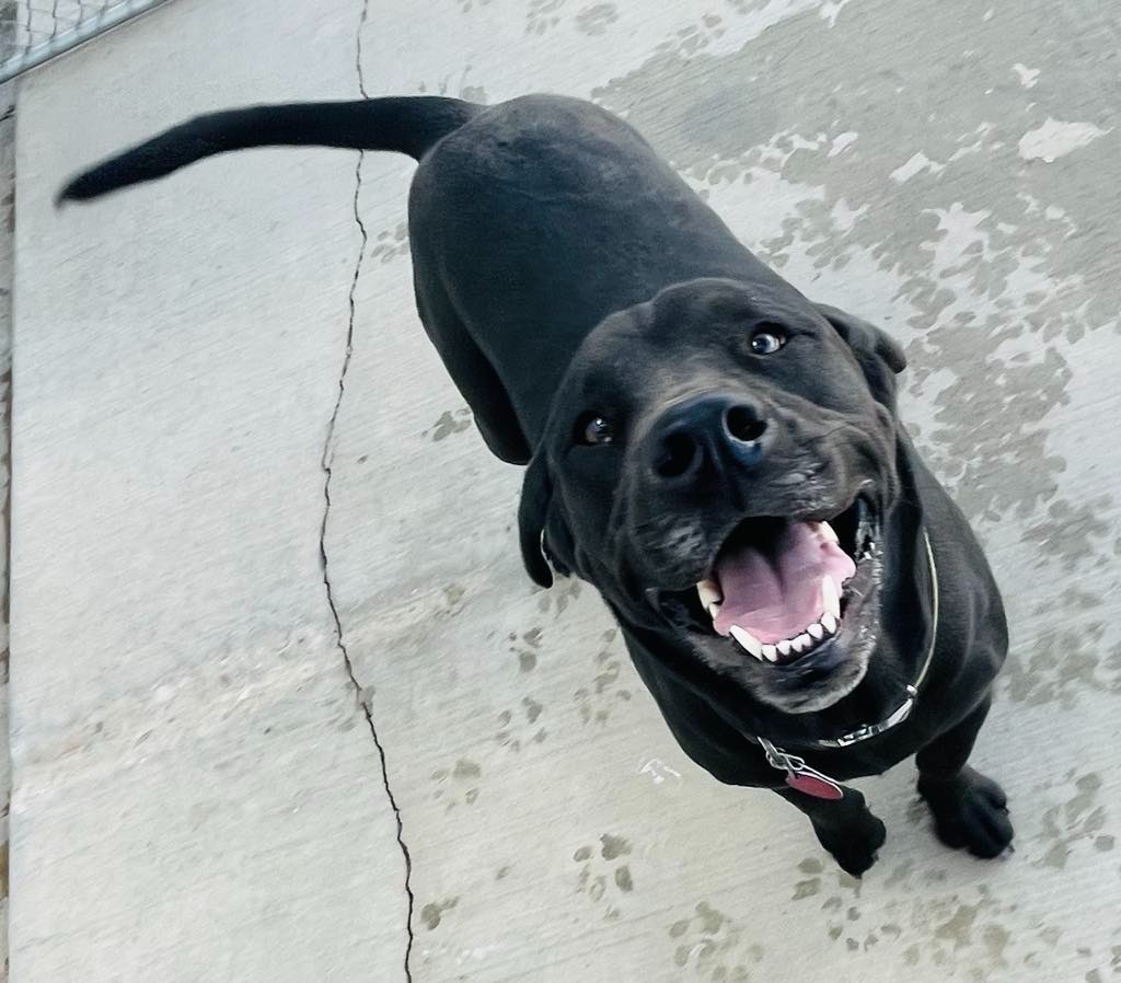 Bear, an adoptable Labrador Retriever, Beagle in Green River, WY, 82935 | Photo Image 3