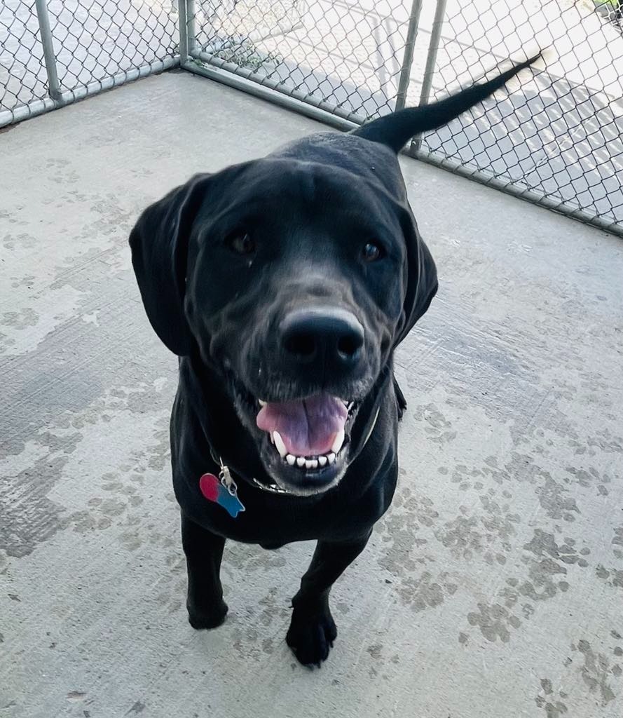 Bear, an adoptable Labrador Retriever, Beagle in Green River, WY, 82935 | Photo Image 4