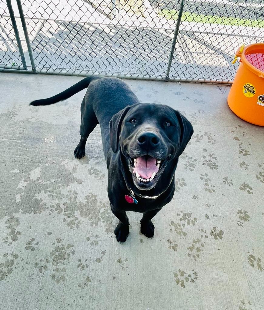 Bear, an adoptable Labrador Retriever, Beagle in Green River, WY, 82935 | Photo Image 5