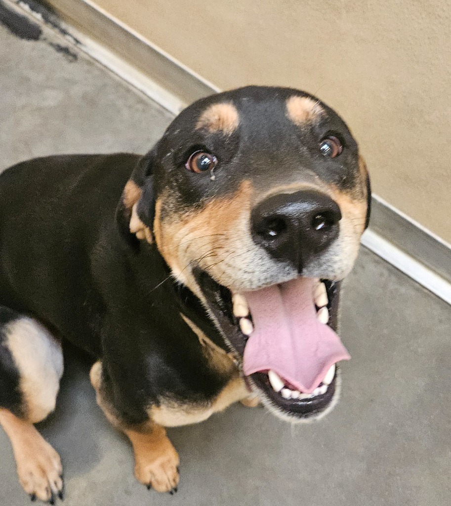 Jax, an adoptable Labrador Retriever, Beagle in Green River, WY, 82935 | Photo Image 2