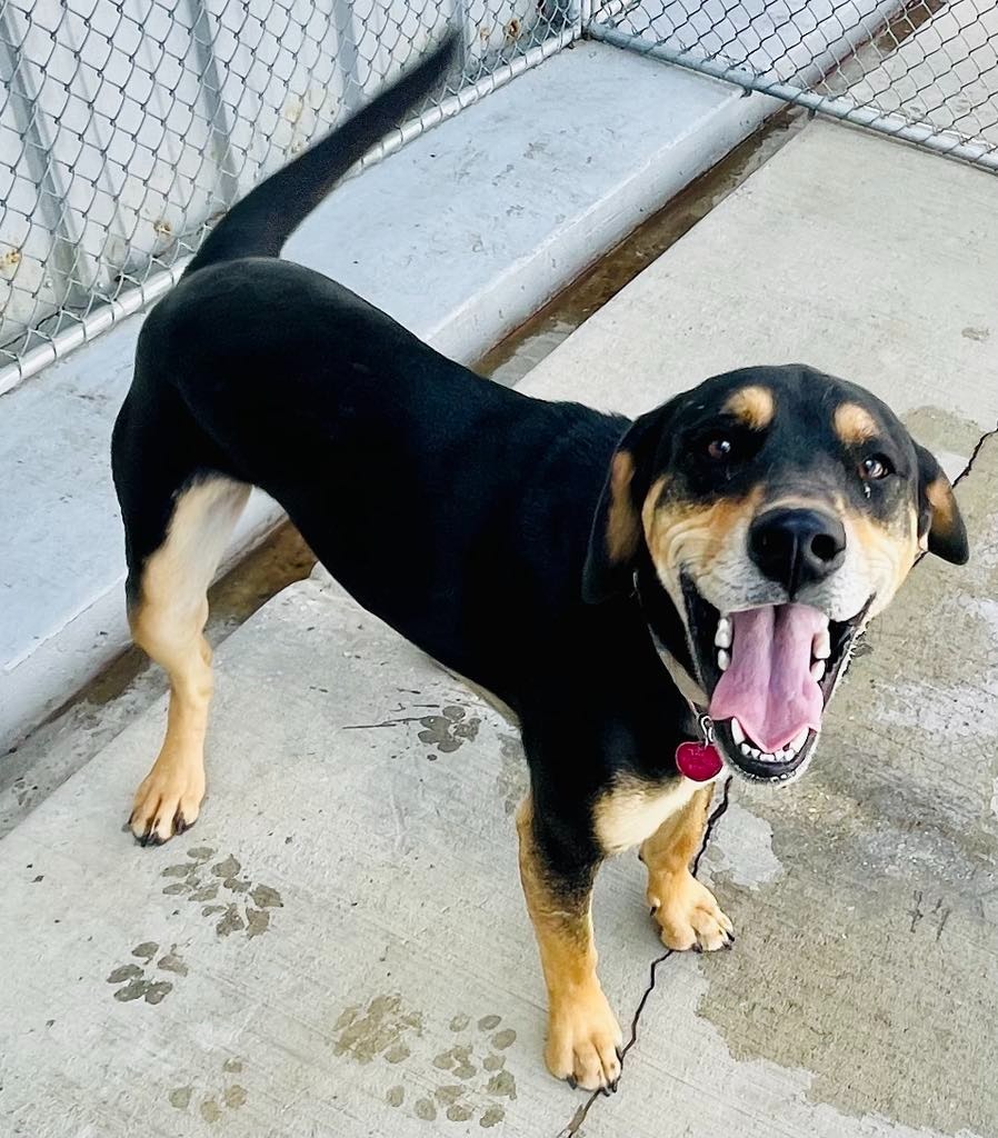 Jax, an adoptable Labrador Retriever, Beagle in Green River, WY, 82935 | Photo Image 3