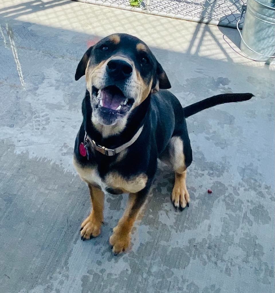 Jax, an adoptable Labrador Retriever, Beagle in Green River, WY, 82935 | Photo Image 4