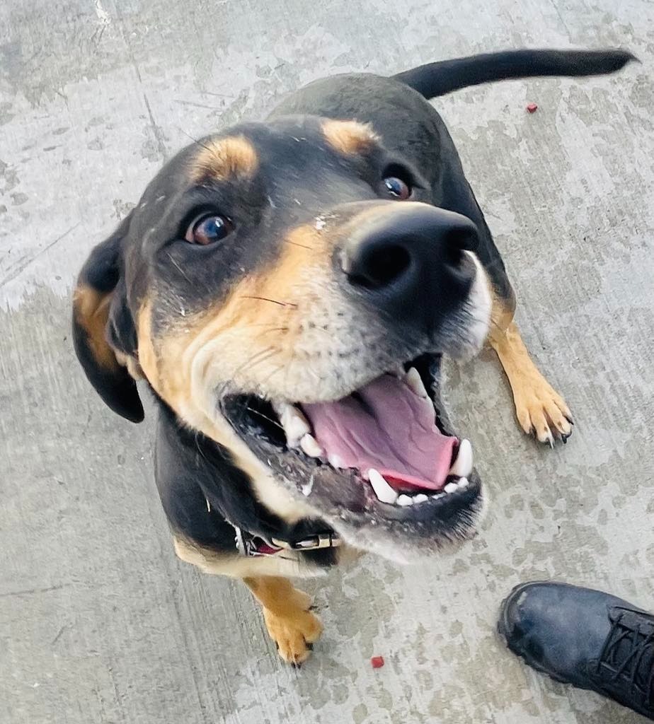 Jax, an adoptable Labrador Retriever, Beagle in Green River, WY, 82935 | Photo Image 5