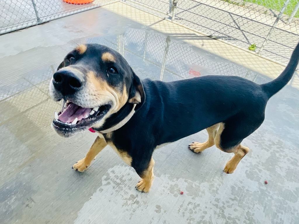 Jax, an adoptable Labrador Retriever, Beagle in Green River, WY, 82935 | Photo Image 6