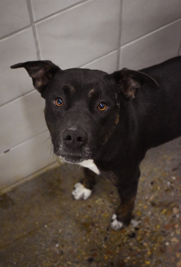 Juno, an adoptable Pit Bull Terrier in Rock Springs, WY, 82901 | Photo Image 1