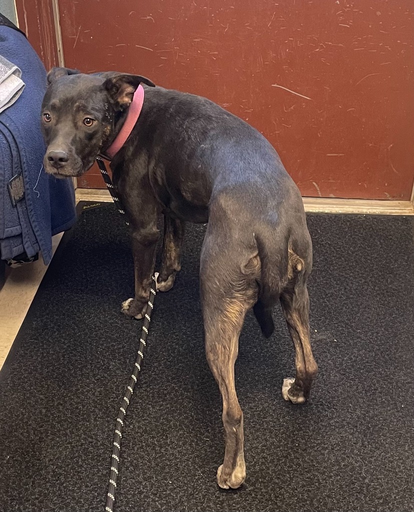 Juno, an adoptable Pit Bull Terrier in Rock Springs, WY, 82901 | Photo Image 2